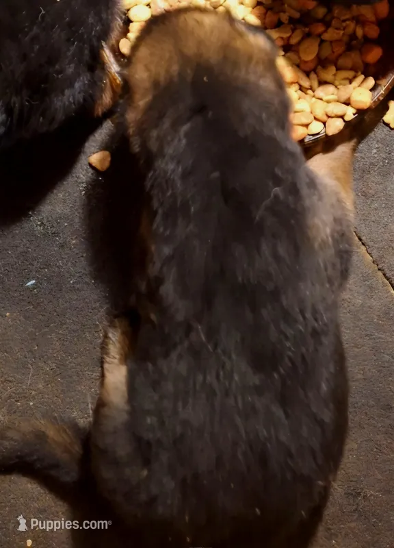 meeka's boy – German Shepherd Dog puppy for sale in Fredericktown, MO