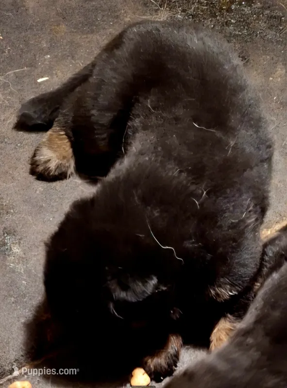 Meeka's girl 1 – German Shepherd Dog puppy for sale in Fredericktown, MO