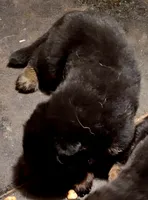Meeka's girl 1, a female German Shepherd Dog for sale in Fredericktown, MO – 1 of 2