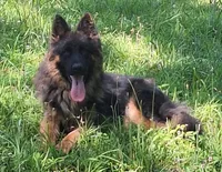 Meeka's girl , a female German Shepherd Dog for sale in Fredericktown, MO – 2 of 3
