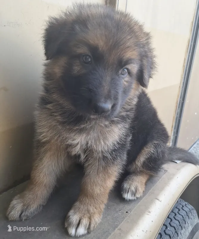 Meeka's girl  – German Shepherd Dog puppy for sale in Fredericktown, MO