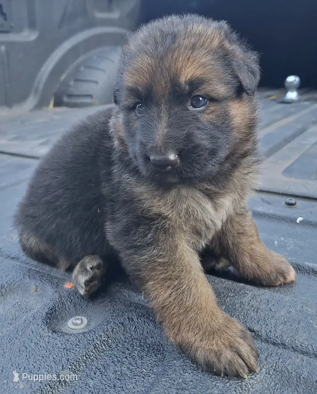 Meeka's girl 1 – German Shepherd Dog puppy for sale in Fredericktown, MO