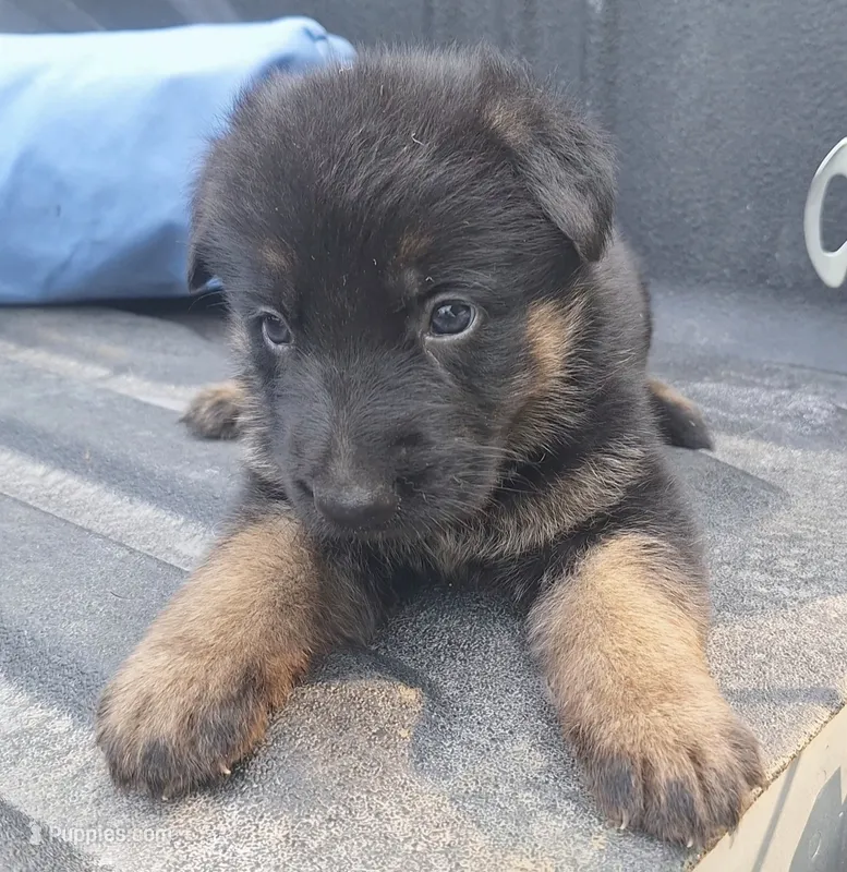 Meeka's girl 2 – German Shepherd Dog puppy for sale in Fredericktown, MO