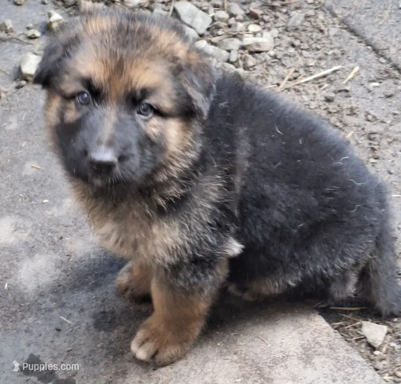 Meeka's girl  – German Shepherd Dog puppy for sale in Fredericktown, MO