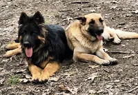 Meeka's girl 1, a female German Shepherd Dog for sale in Fredericktown, MO – 2 of 2