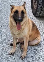 Meeka's girl , a female German Shepherd Dog for sale in Fredericktown, MO – 3 of 3