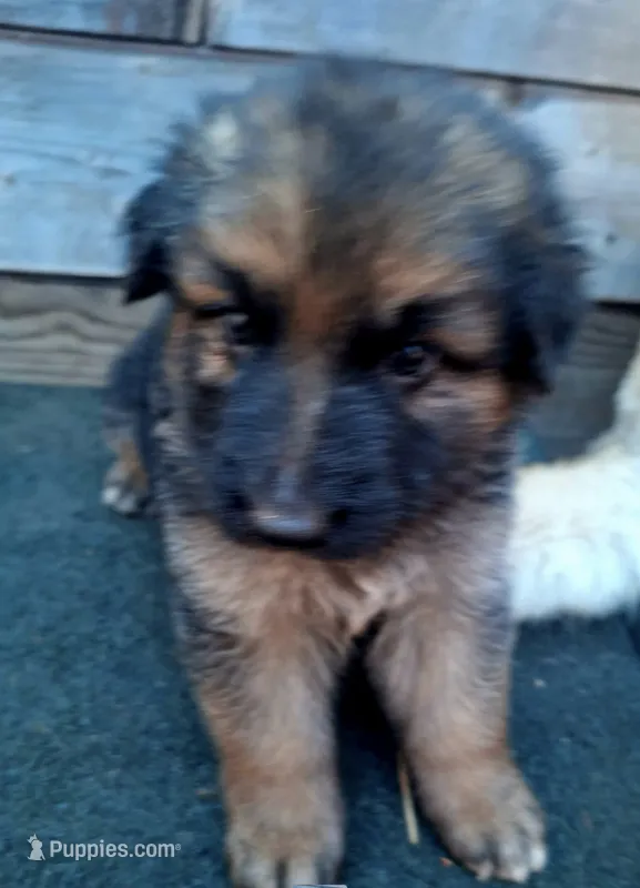Meeka's girl 1 – German Shepherd Dog puppy for sale in Fredericktown, MO