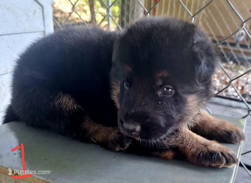 meeka's boy – German Shepherd Dog puppy for sale in Fredericktown, MO