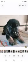 Meeka's girl 2, a female German Shepherd Dog for sale in Fredericktown, MO – 2 of 3