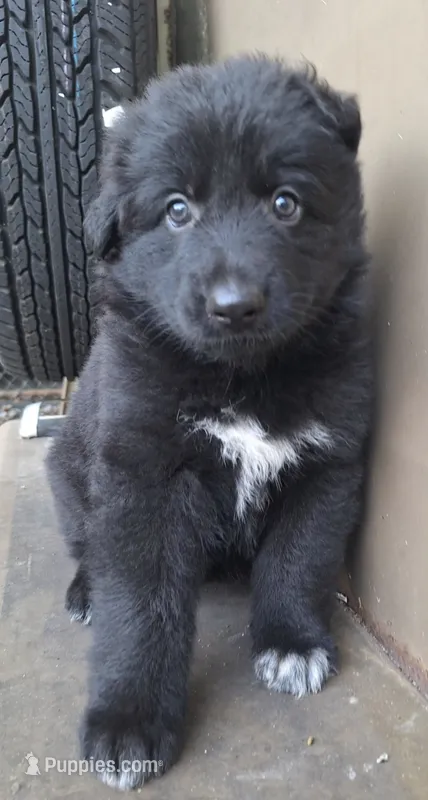 Daisy's girl – German Shepherd Dog puppy for sale in Fredericktown, MO