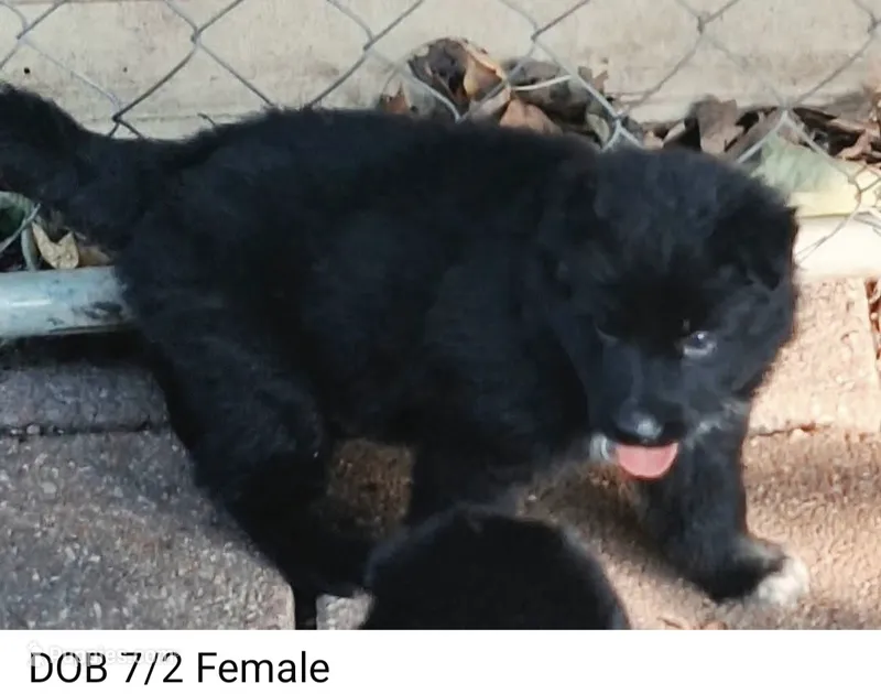 Daisy's girl – German Shepherd Dog puppy for sale in Fredericktown, MO