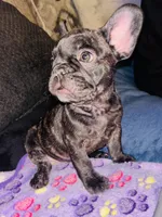 Brindle Girl#3, a female French Bulldog for sale in Colorado Springs, CO – Photo 4 of 4