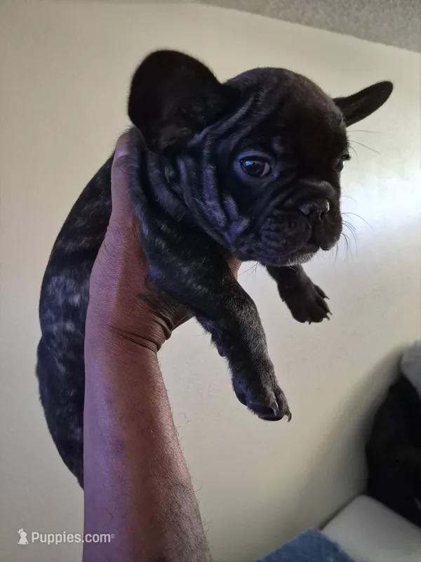 Brindle Girl#3 – French Bulldog puppy for sale in Colorado Springs, CO