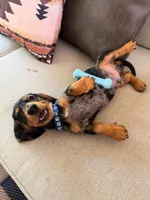 Finn, a male Dachshund for sale in Banning, CA – 3 of 10