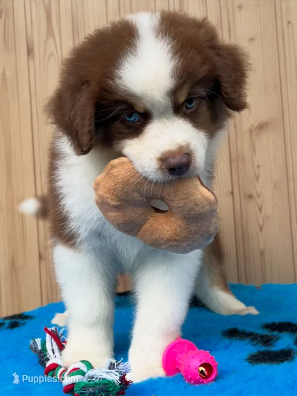 Stella – Australian Shepherd puppy for sale in Banning, CA