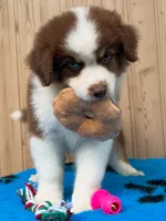 Stella, a female Australian Shepherd for sale in Banning, CA – 1 of 8