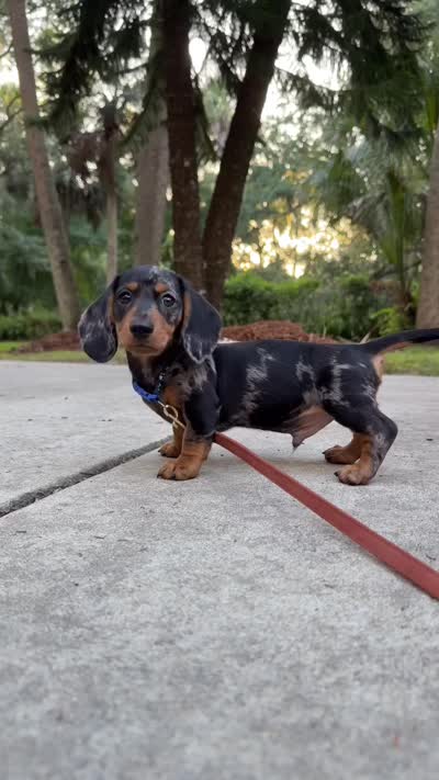 Finn, a male Dachshund for sale in Banning, CA – 7 of 10