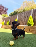 Bentley , a male Dachshund for sale in Banning, CA – 3 of 10