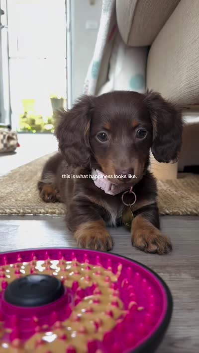 Cocoa, a female Dachshund for sale in Banning, CA – 8 of 10