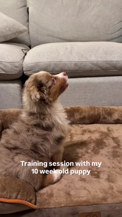 Rollie, a male Australian Shepherd for sale in Banning, CA – 10 of 10