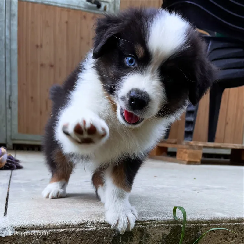 Gasper – Australian Shepherd puppy for sale in Banning, CA