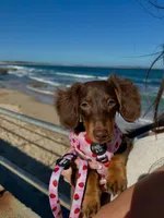 Cocoa, a female Dachshund for sale in Banning, CA – 5 of 10