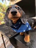 Finn, a male Dachshund for sale in Banning, CA – 4 of 10
