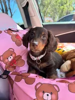 Cocoa, a female Dachshund for sale in Banning, CA – 7 of 10