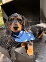 Finn, a male Dachshund for sale in Banning, CA – 6 of 10