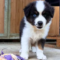 Gasper, a male Australian Shepherd for sale in Banning, CA – 4 of 6