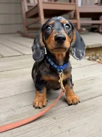Finn, a male Dachshund for sale in Banning, CA – 10 of 10
