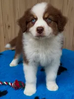 Stella, a female Australian Shepherd for sale in Banning, CA – 3 of 8