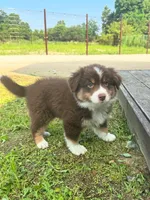 Milo, a male Australian Shepherd for sale in Banning, CA – 2 of 7