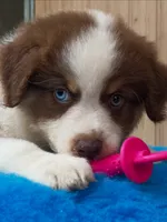 Stella, a female Australian Shepherd for sale in Banning, CA – 8 of 8