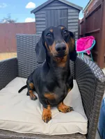 Bentley , a male Dachshund for sale in Banning, CA – 10 of 10