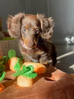 Cocoa, a female Dachshund for sale in Banning, CA – 9 of 10