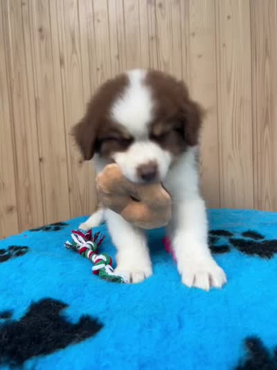 Stella, a female Australian Shepherd for sale in Banning, CA – 6 of 8