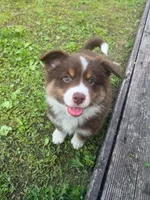 Milo, a male Australian Shepherd for sale in Banning, CA – 3 of 7