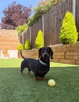 Bentley , a male Dachshund for sale in Banning, CA – 1 of 10