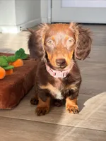 Cocoa, a female Dachshund for sale in Banning, CA – 1 of 10