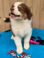 Stella, a female Australian Shepherd for sale in Banning, CA – 2 of 8