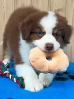 Stella, a female Australian Shepherd for sale in Banning, CA – 4 of 8