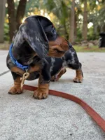 Finn, a male Dachshund for sale in Banning, CA – 2 of 10