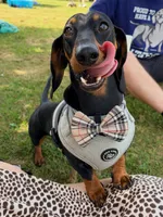 Bentley , a male Dachshund for sale in Banning, CA – 8 of 10