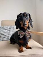 Bentley , a male Dachshund for sale in Banning, CA – 6 of 10