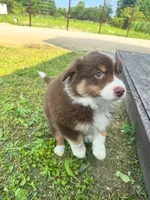 Milo, a male Australian Shepherd for sale in Banning, CA – 6 of 7