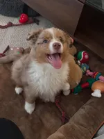 Rollie, a male Australian Shepherd for sale in Banning, CA – 4 of 10