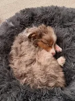 Rollie, a male Australian Shepherd for sale in Banning, CA – 9 of 10