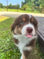 Milo, a male Australian Shepherd for sale in Banning, CA – 5 of 7