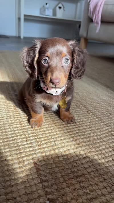 Cocoa, a female Dachshund for sale in Banning, CA – 6 of 10